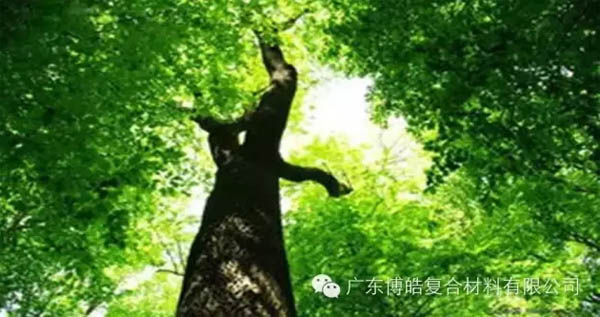 【博皓感悟】欲為大樹(shù)，莫與草爭(zhēng)-1