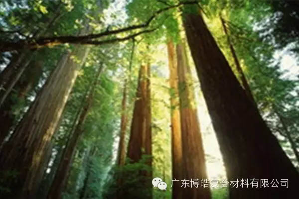 【博皓感悟】欲為大樹(shù)，莫與草爭(zhēng)-2